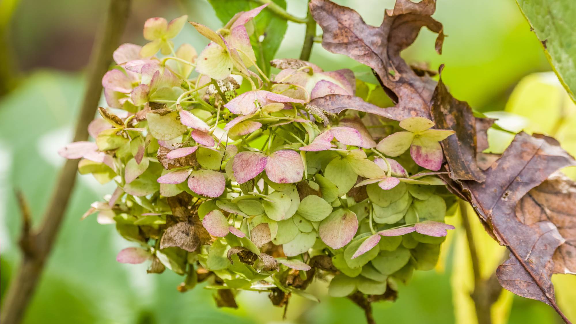 Last hydrangea bloom for the season with faded pink and green color petals that are turning brown during fall.