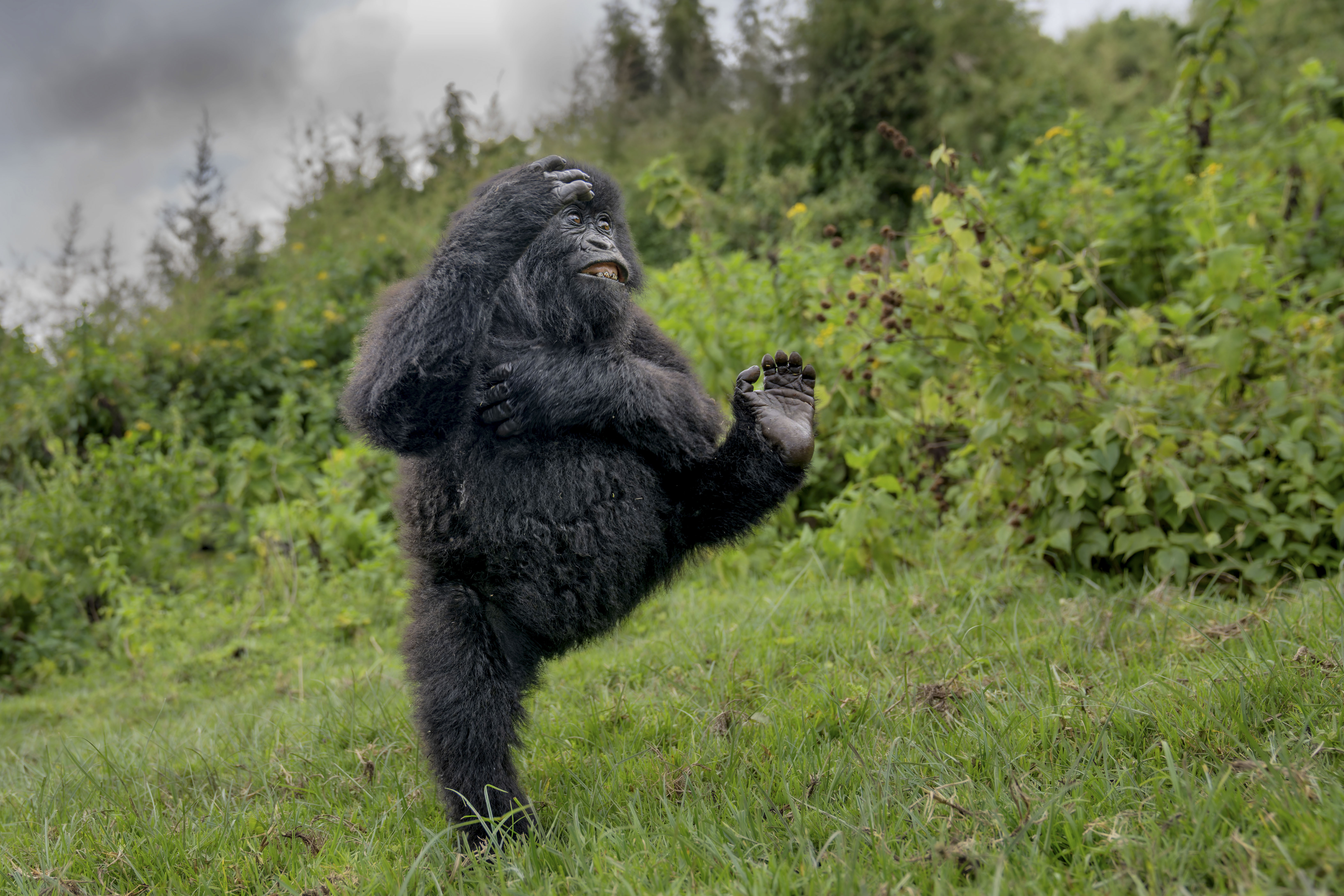 A young Gorilla showing off his acrobatic abilities.