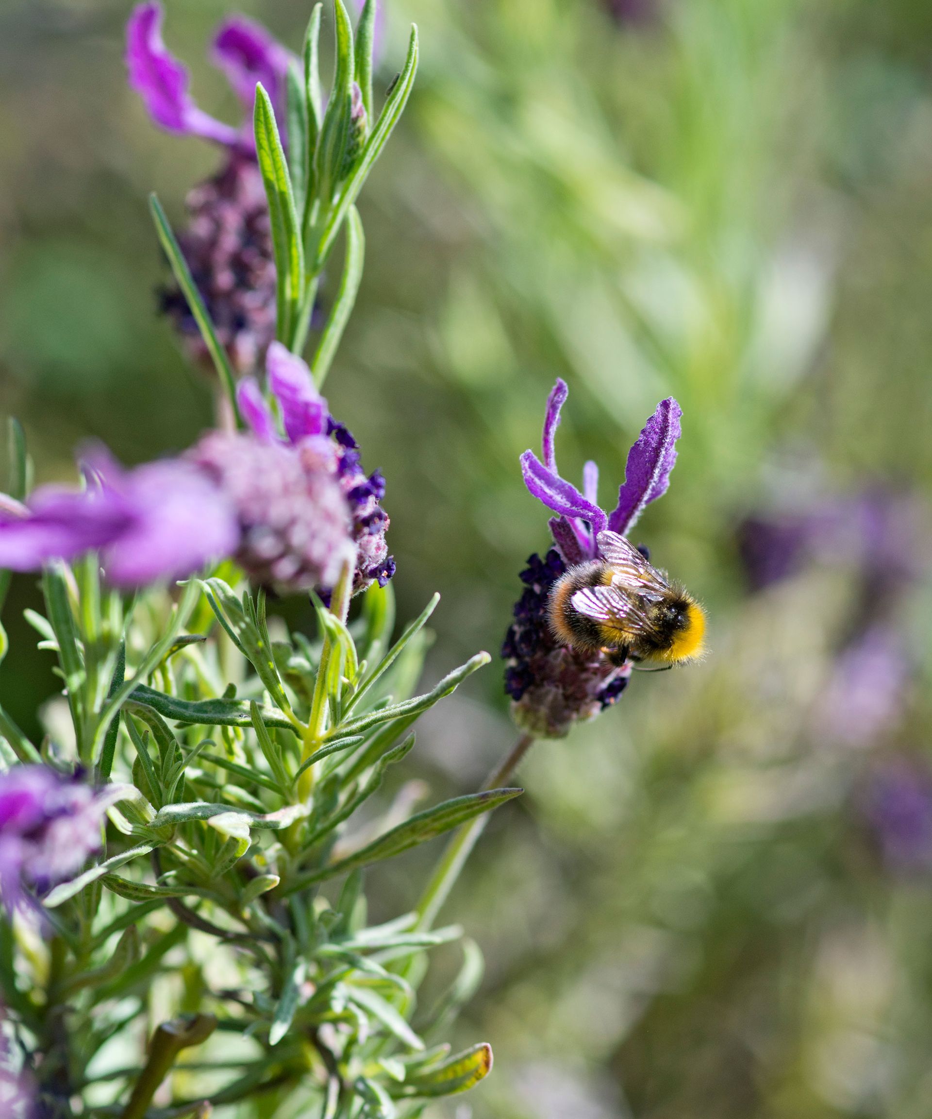 Wildlife garden with bee and polliantors