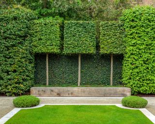topiary trees in raised wooden planter