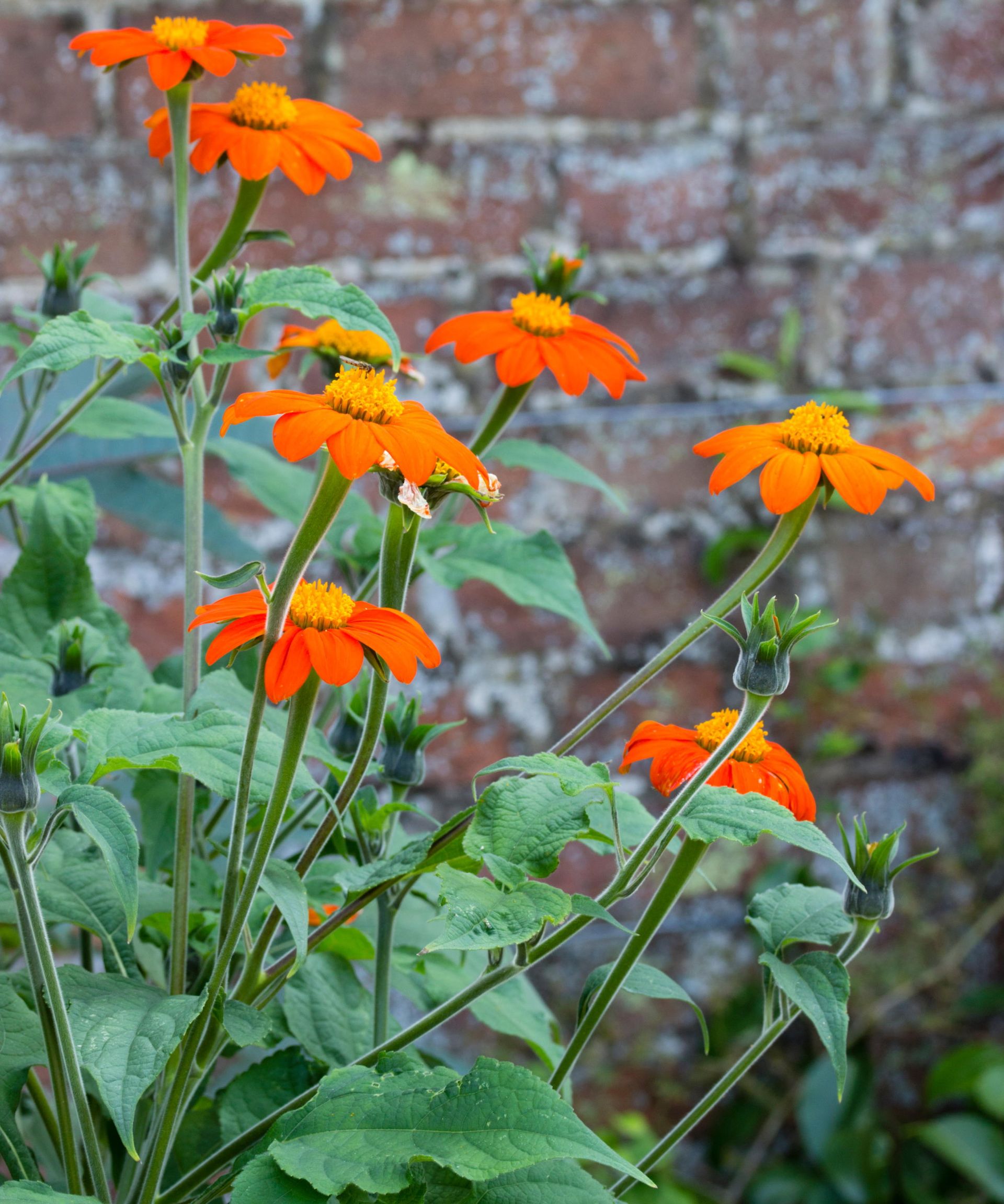 Bright orange flowers of Tithonia rotundifolia 'Torch'