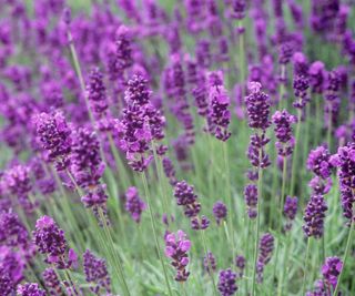 lavender Hidcote flowering in cottage garden display