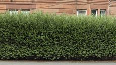 An overgrown privet hedge