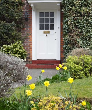 daffodils in front yard by white front door