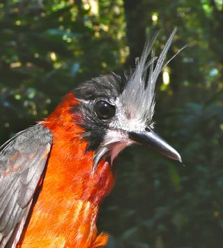 White-plumed Antbird