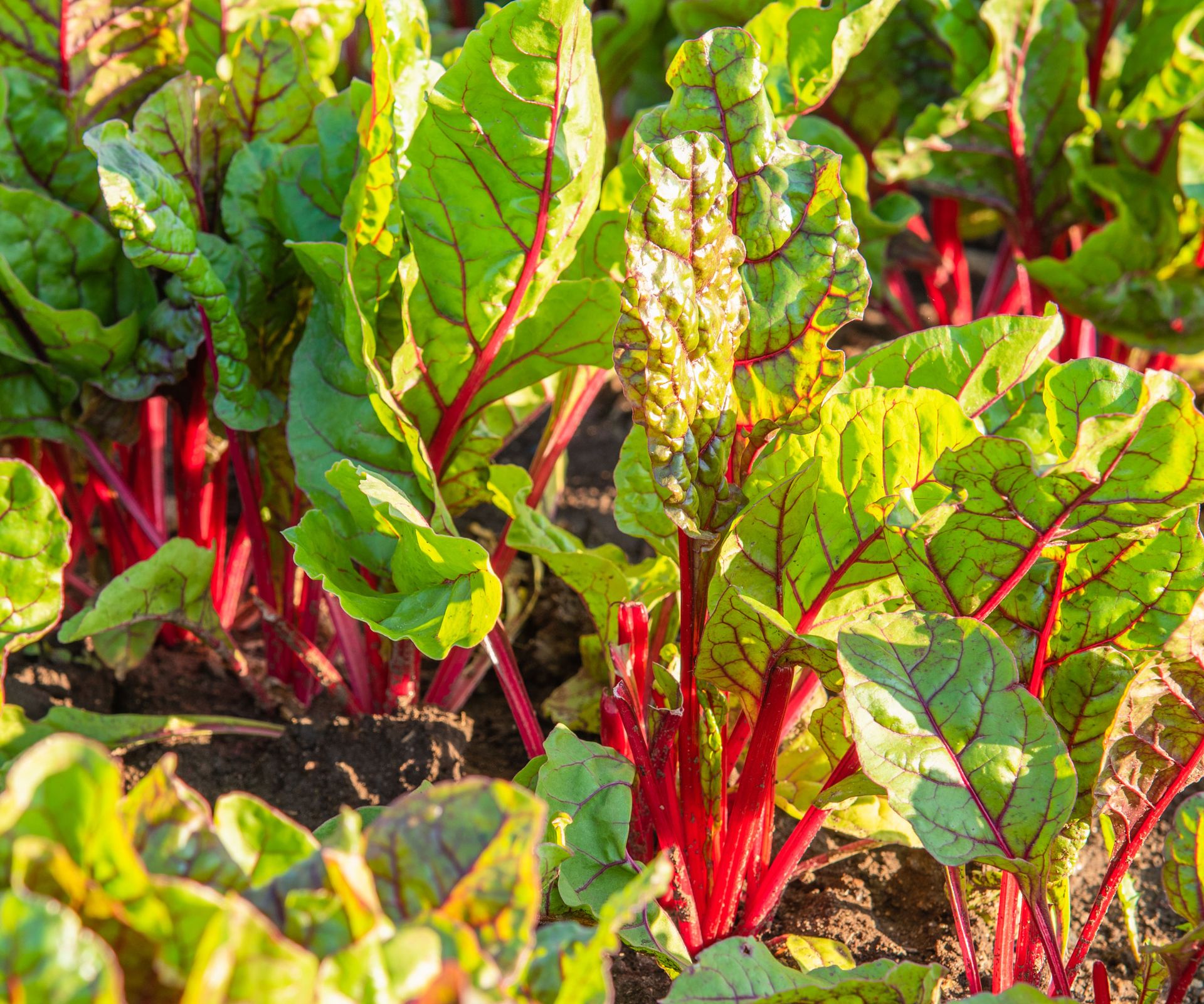 red veined chard in garden bed