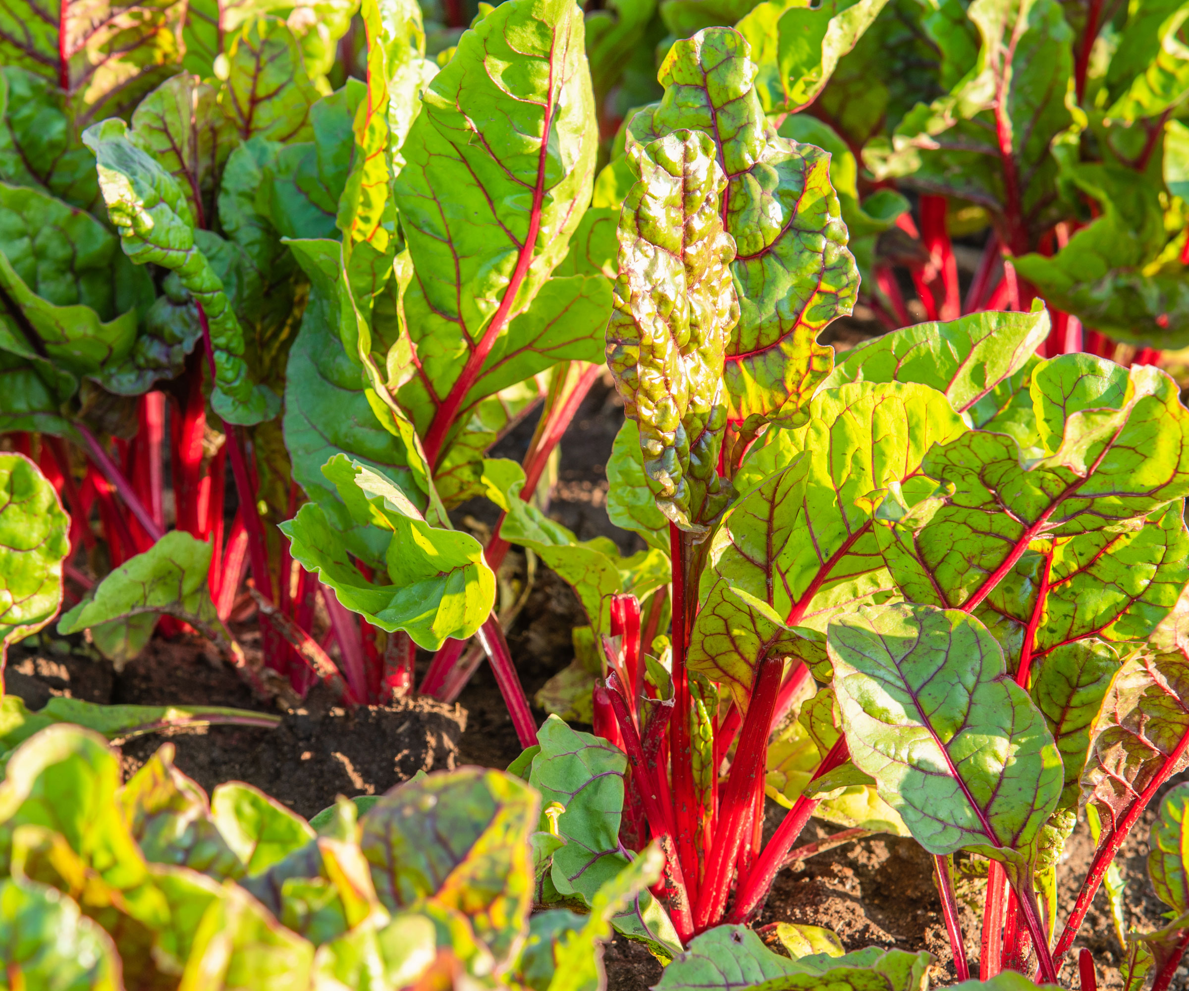 red veined chard in garden bed