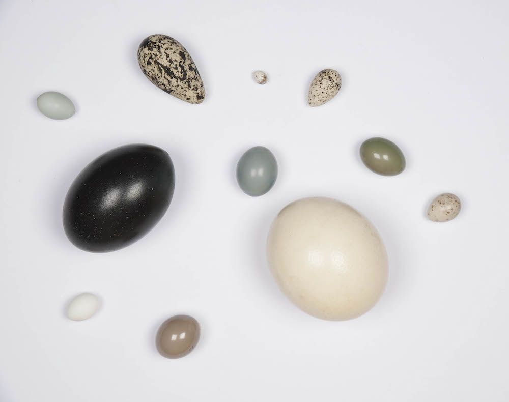 Easter Science: 5 Odd Facts About Eggs | Live Science Easter Science: 5 Odd Facts About Eggs | Live Science