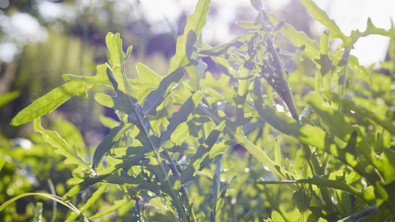 Monty Don&#039;s tips on growing rocket