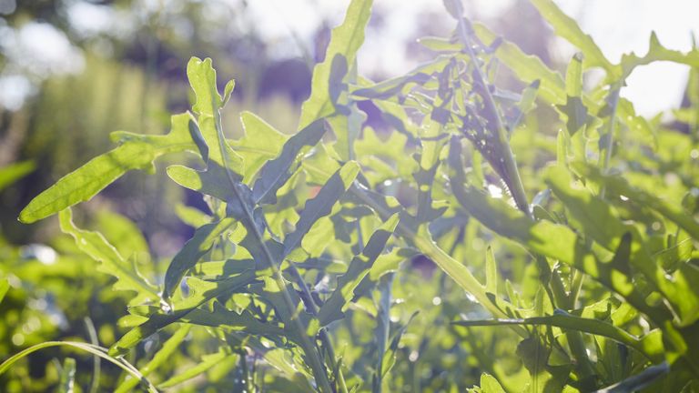 Monty Don's tips on growing rocket