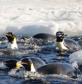 Emperor Penguins in the ice.