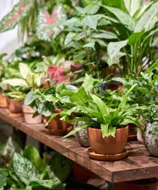 potted houseplants in store