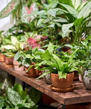 potted houseplants in store