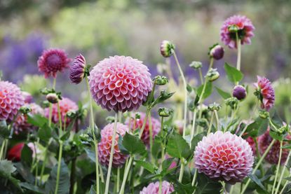 Ponpom dahlias