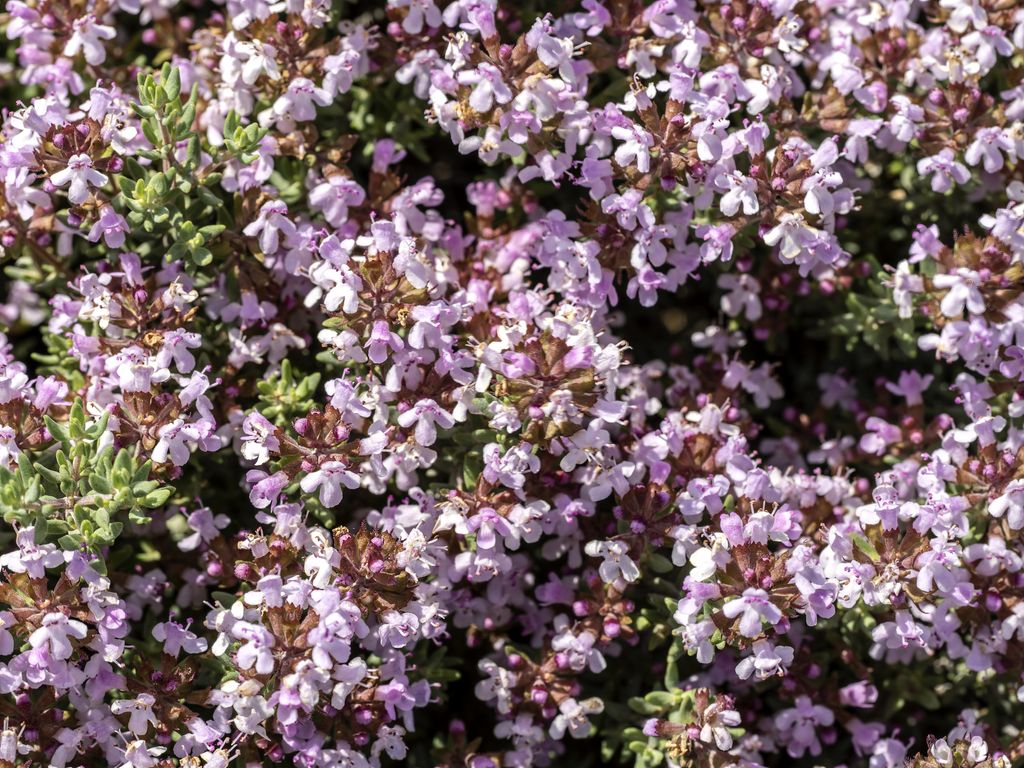 Red creeping thyme lawns - the low-maintenance grass alternative ...