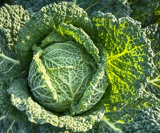 Head of a savoy cabbage ready to harvest
