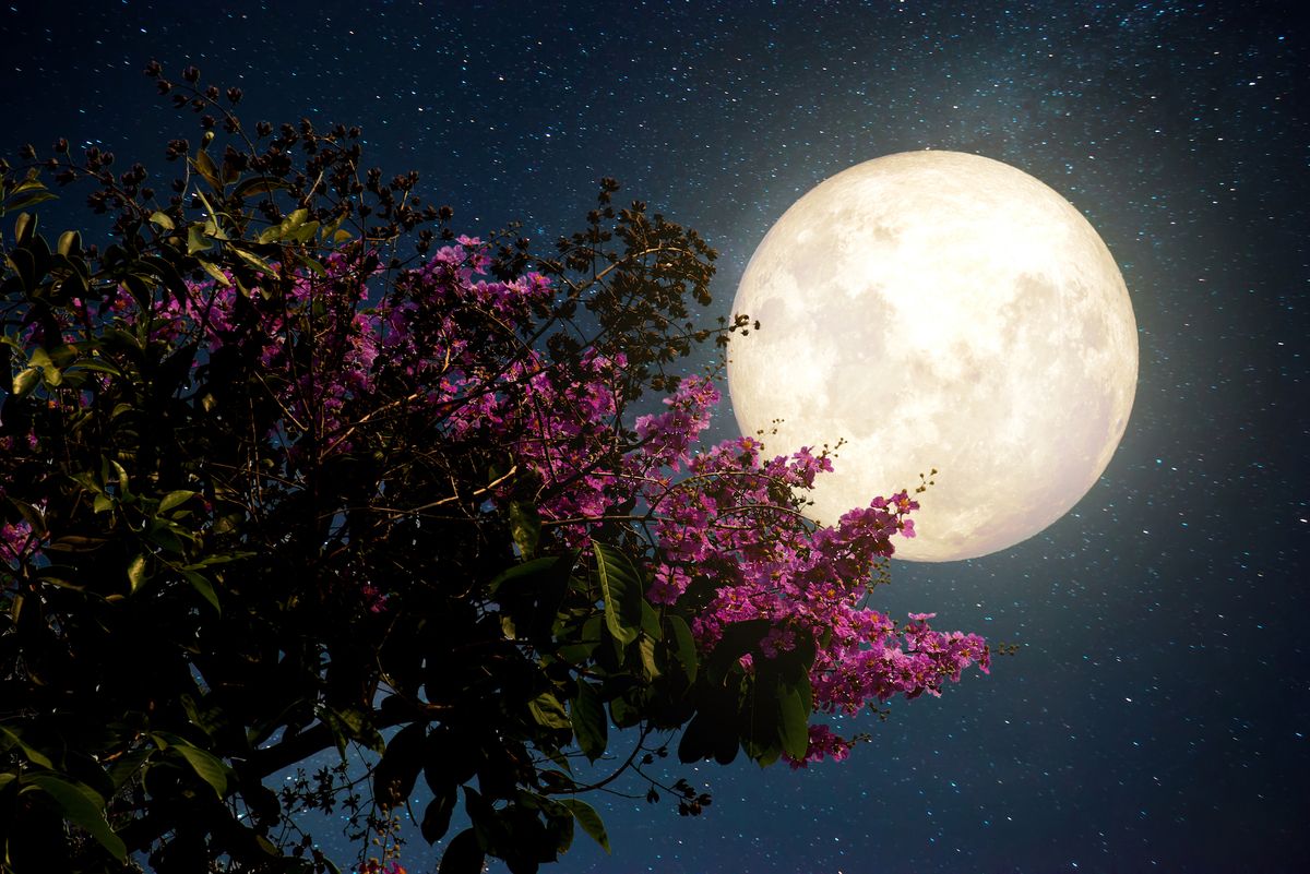 How to see tonight's pink supermoon, the largest full moon of 2020