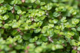 best ground cover plants: Mind Your Own Business (soleirolia soleirolii)