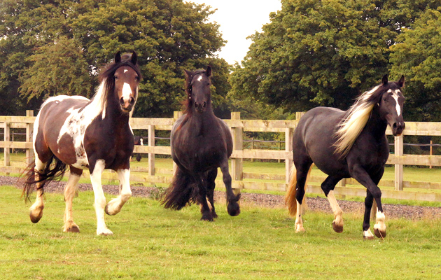 Redwings-strangles-quarantine-lifted.jpg
