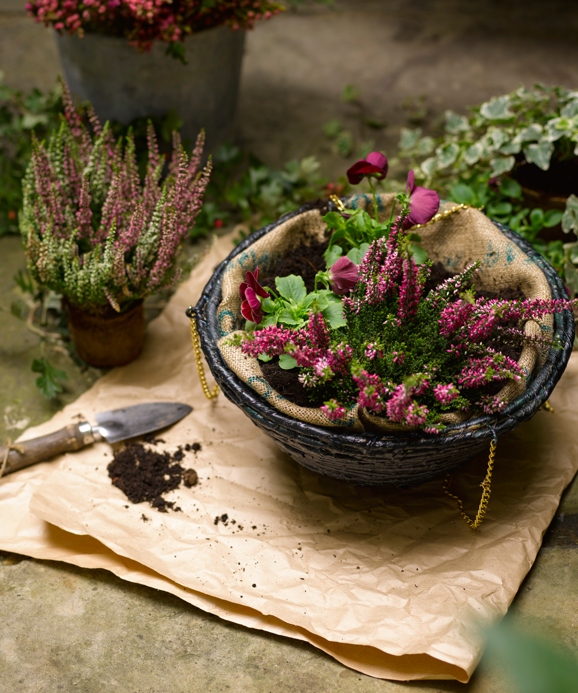 Decorating ideas. High angle close up of hanging basket with pink Erica.