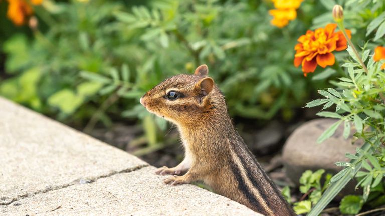 how to get rid of chipmunks in your garden