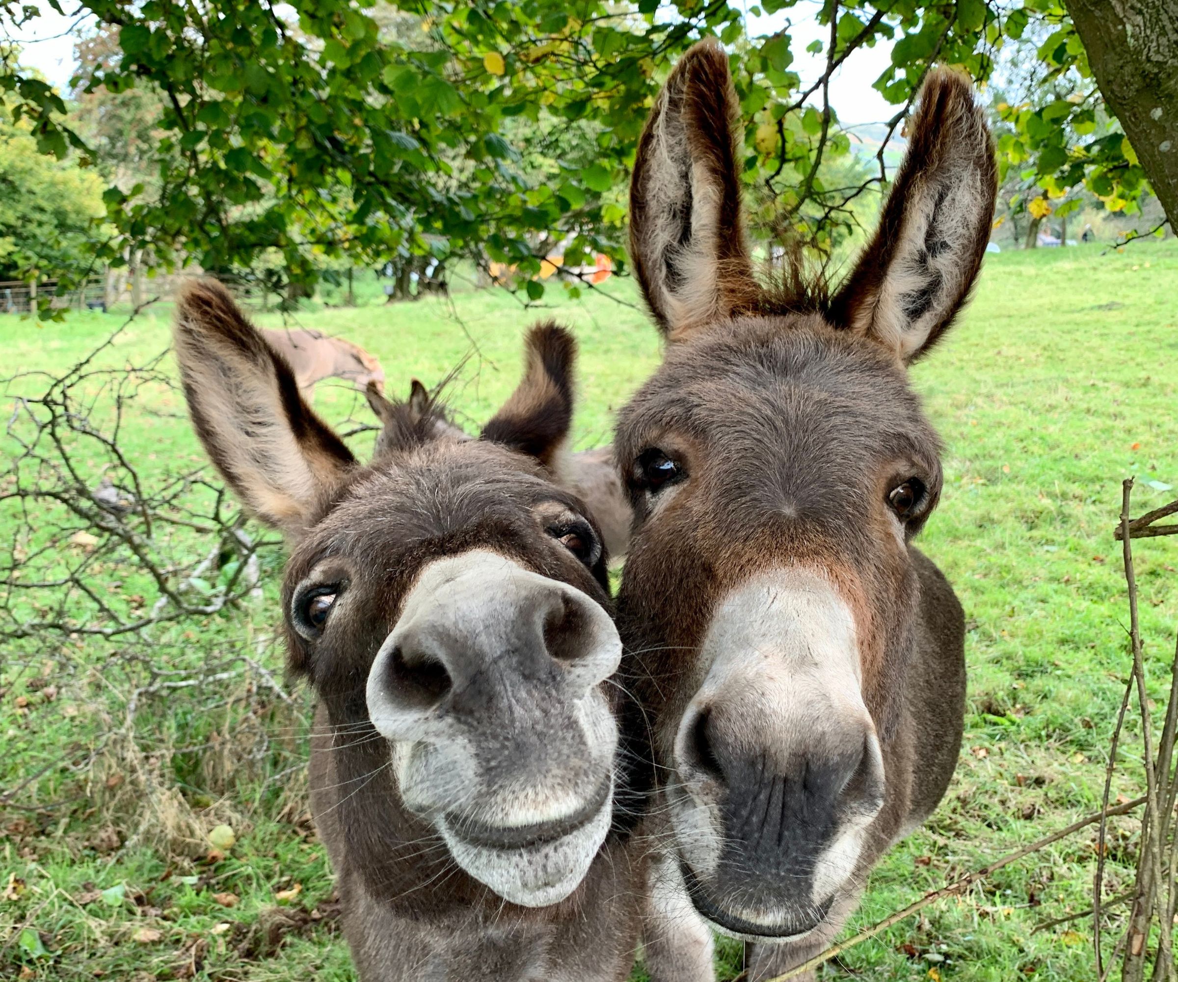 Donkeys smiling at camera