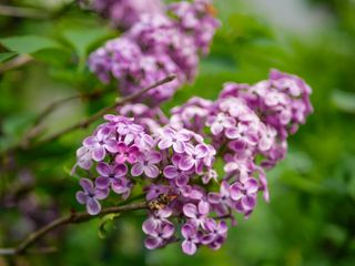 pale mauve lilac flowers