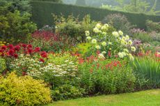 Shades of inspiration: the long, deep borders at Coton Manor in Northamptonshire are a source of endless ideas for gardeners.