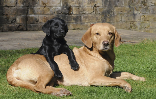 pet-dogs.jpeg