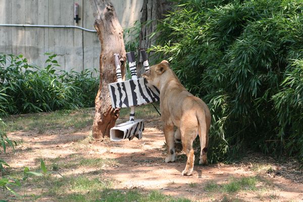 Zookeepers sometimes construct dummy prey out of cardboard. Credit: Heidi Hellmuth, Smithsonian&#039;s National Zoo