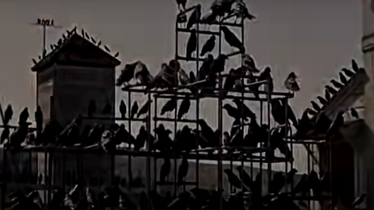 A flock of birds in a payground in The Birds
