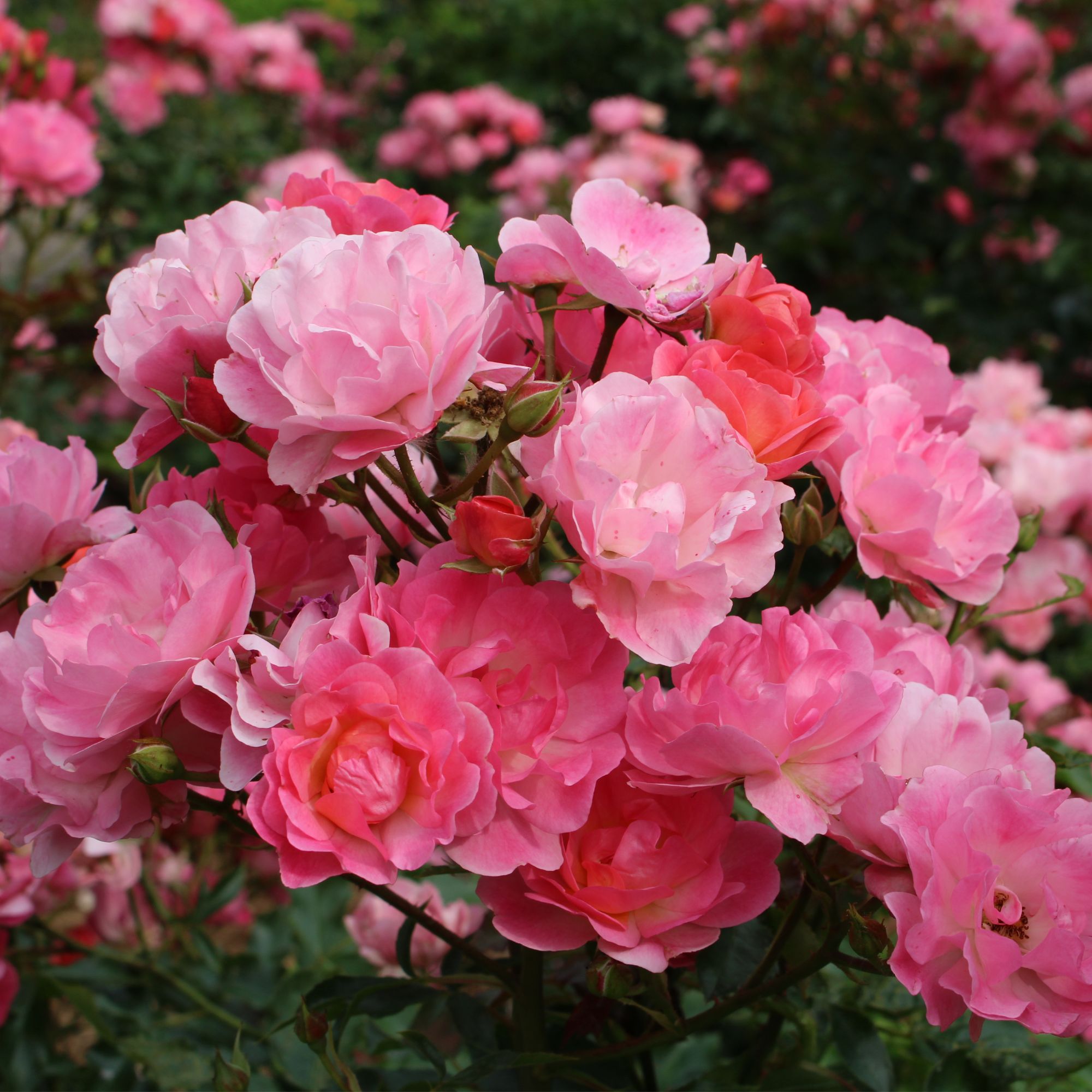 White groundcover roses