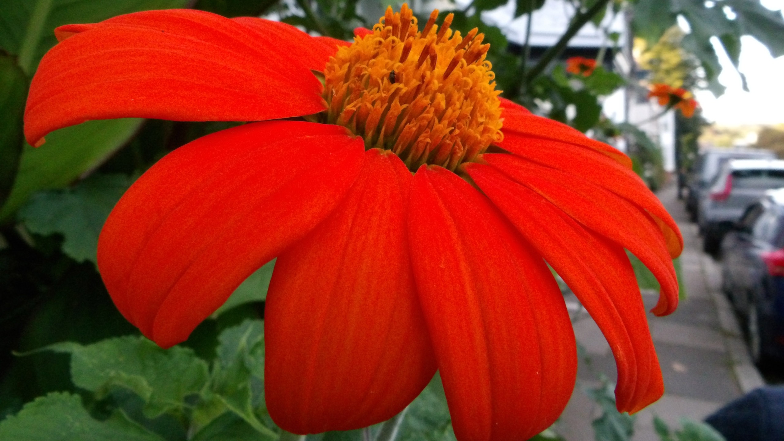 Images taken with the Kodak Pixpro AZ653