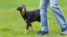 attentive dog out on walk looking at owner: things to consider before getting a dog