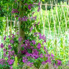 Bright pink clematis vine grows on a trellis