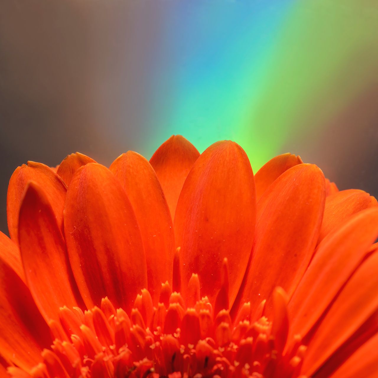Macro photography tips
