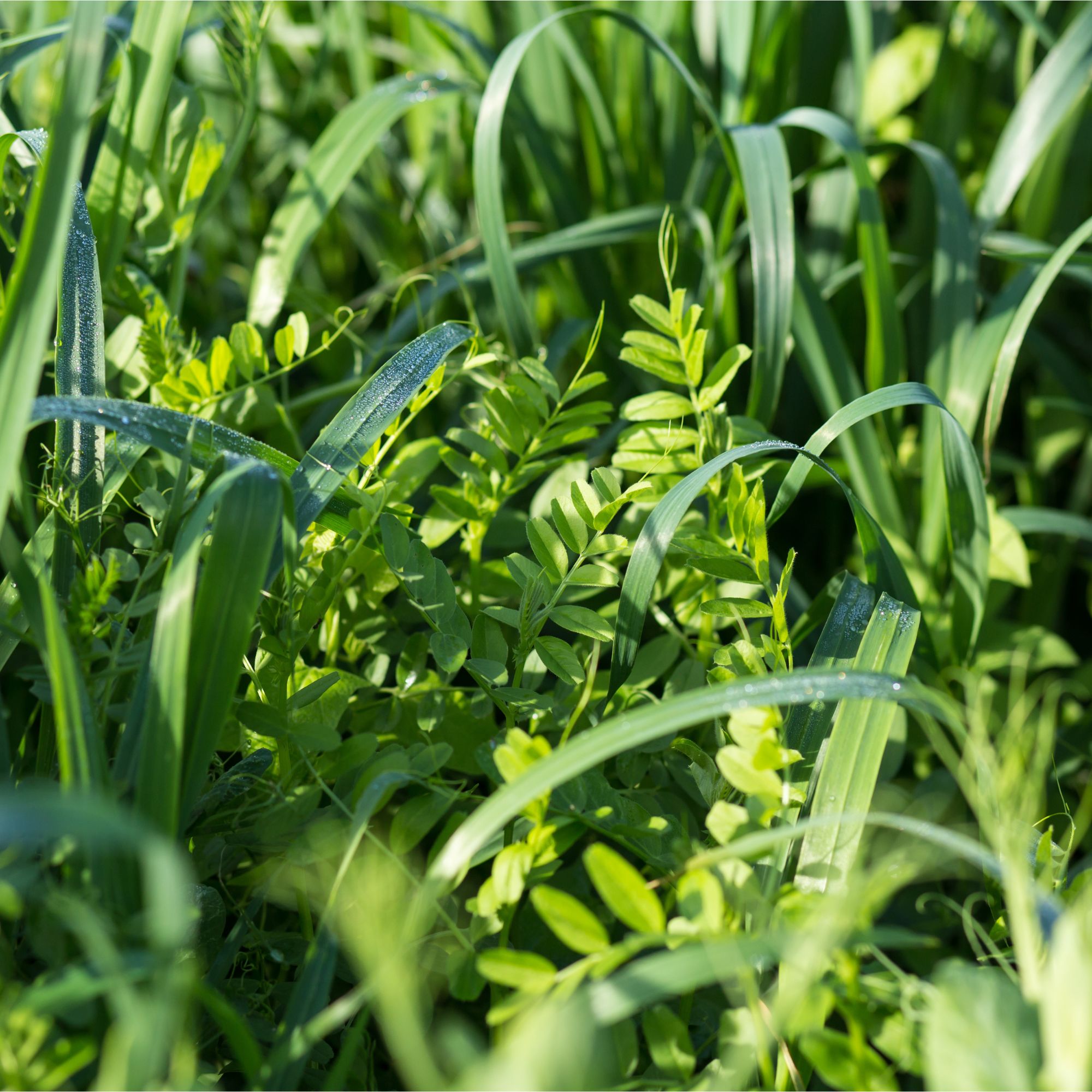 Vetch and oats grown as green manures