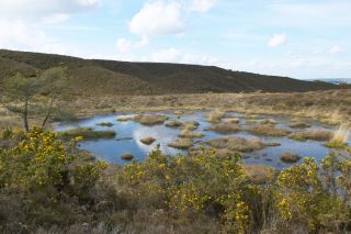 Studland Heath, a biologically important heathland reserve on the Isle of Purbeck, Dorset.