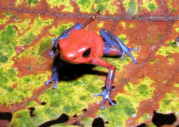 40 Freaky Frog Photos | Images of Frogs | Amphibian Pictures | Live Science