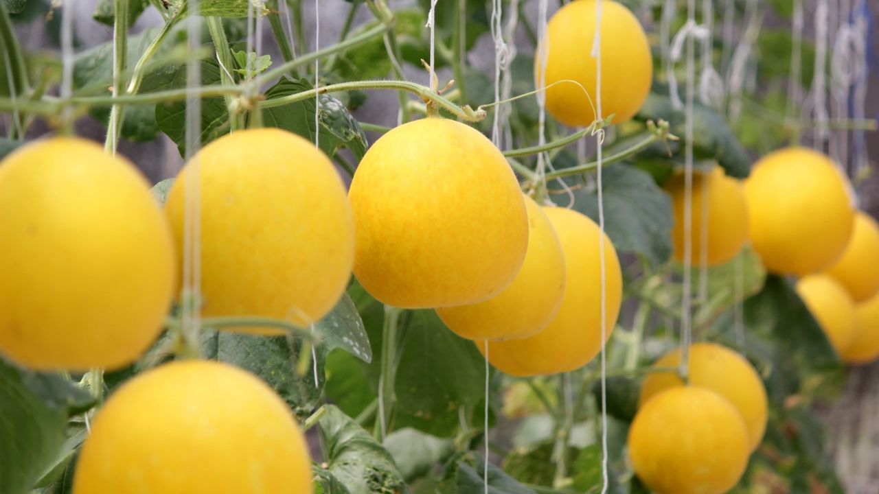 Honeydew melons growing in a greenhouse