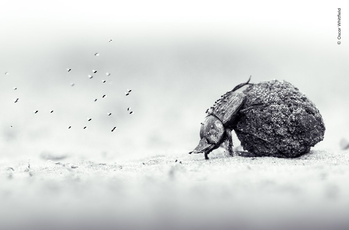 The arduous exertion of a dung beetle pushing its precious cargo