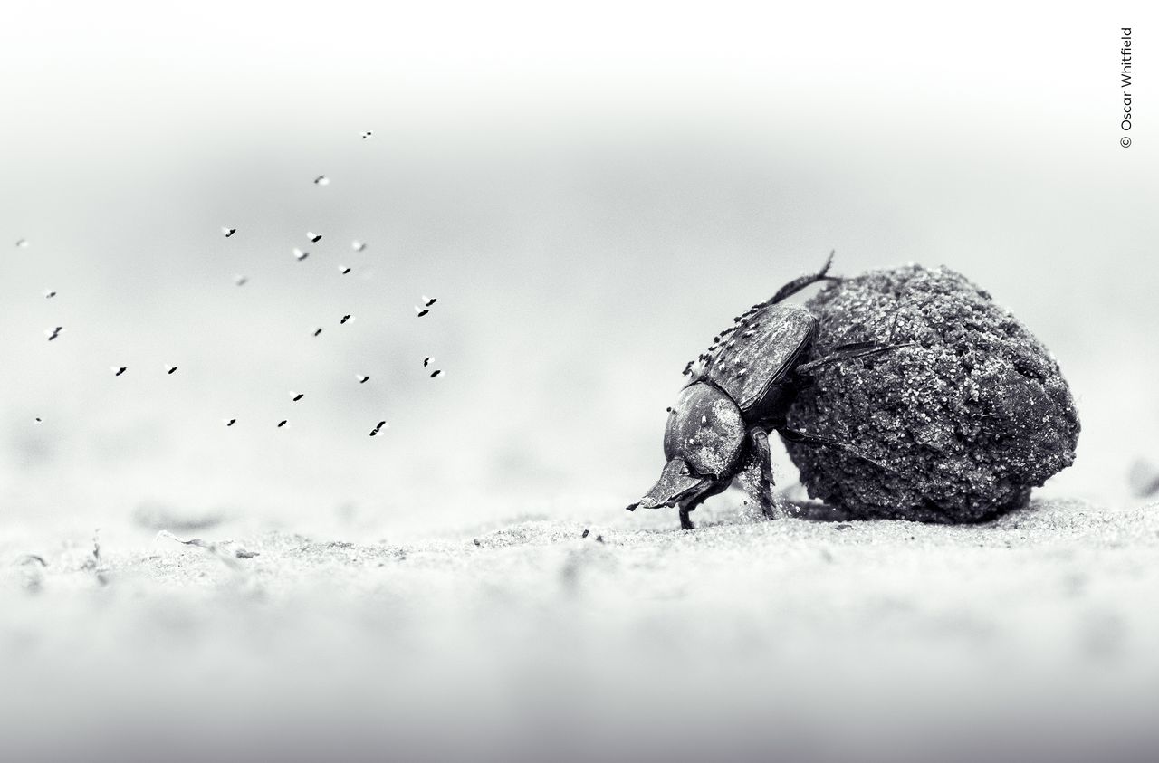 The arduous exertion of a dung beetle pushing its precious cargo