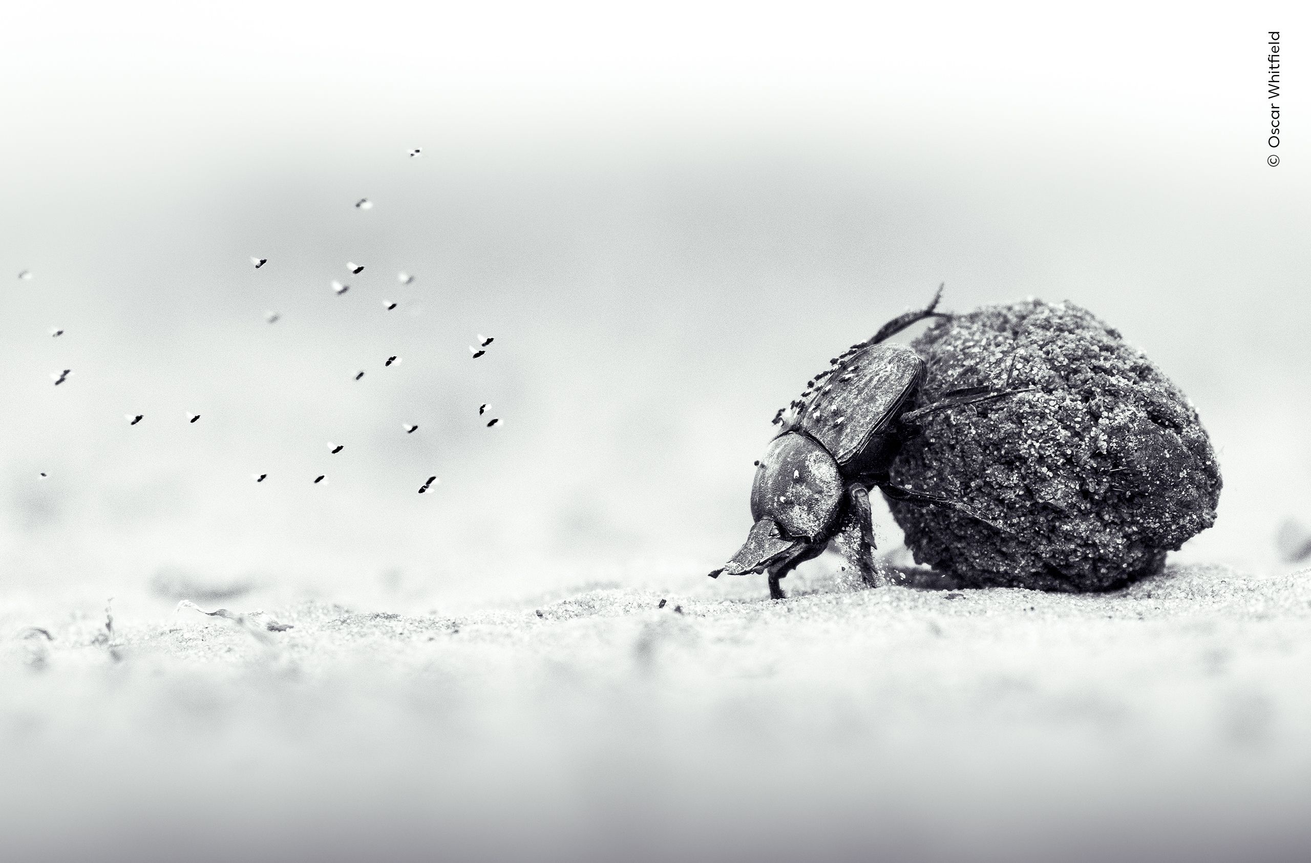 The arduous exertion of a dung beetle pushing its precious cargo