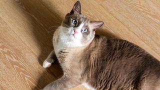 Cat breeds that like water: Snowshoe cat