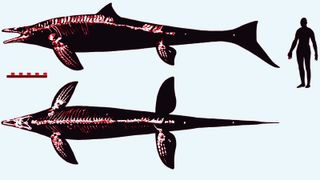 Diagram of the mosasaur fossils