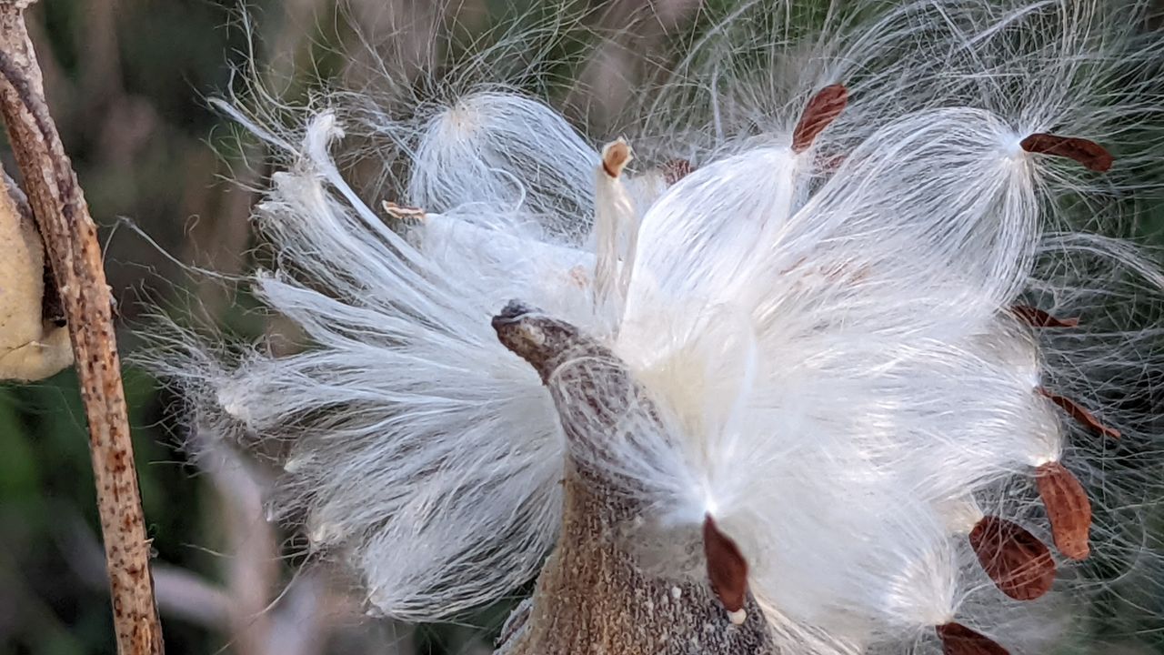 Pixel 6 Pro camera sample