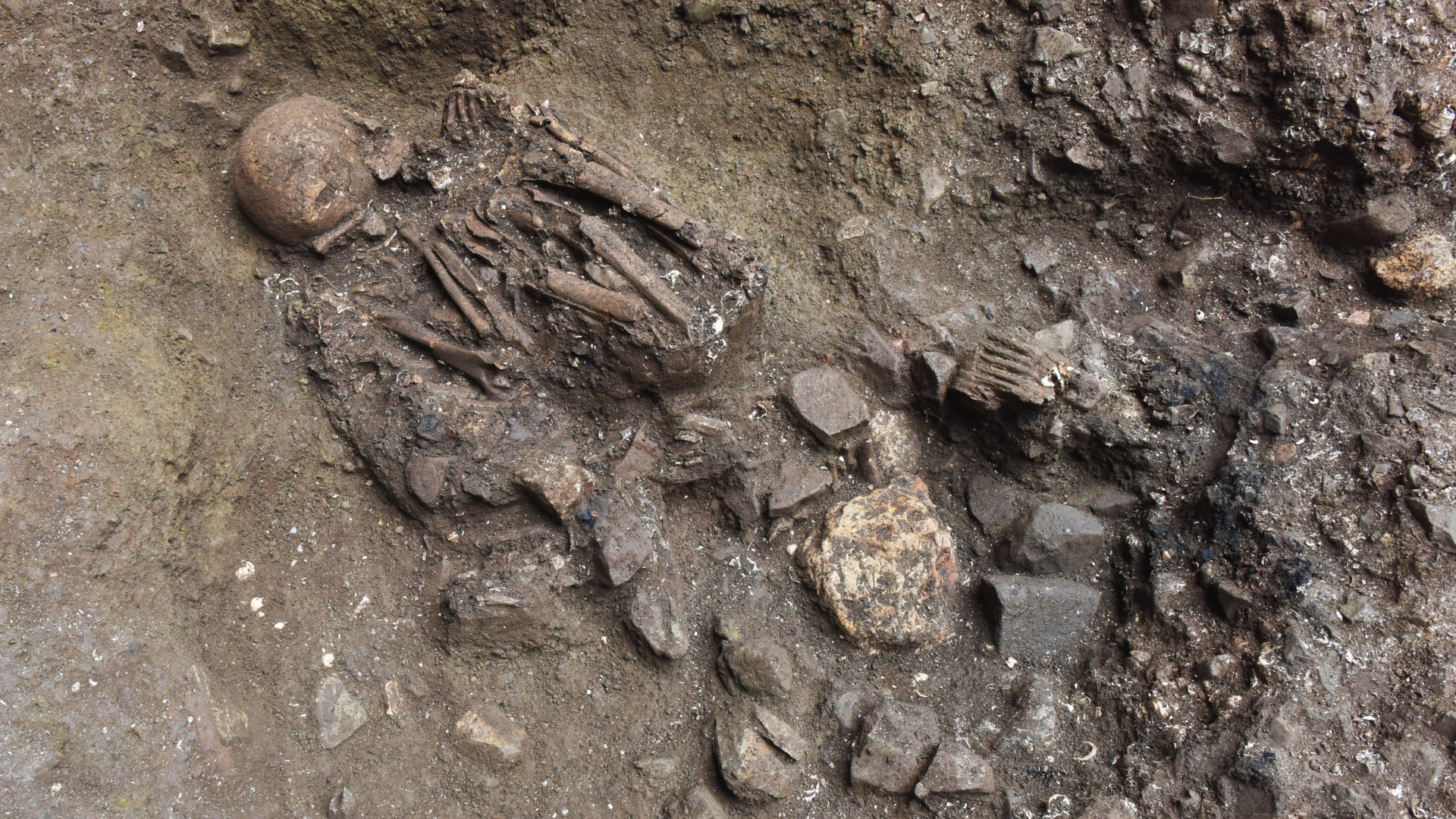 A human skeleton lies in the ground, arms and legs flexed into almost a fetal position