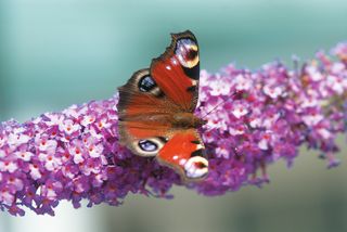 peacock butterfly on purple budleija flower
