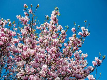 Blooming Magnolia Tree