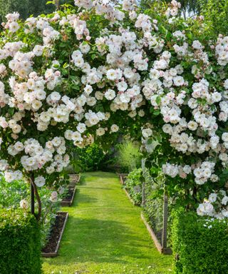 Rose arch in a sunny garden